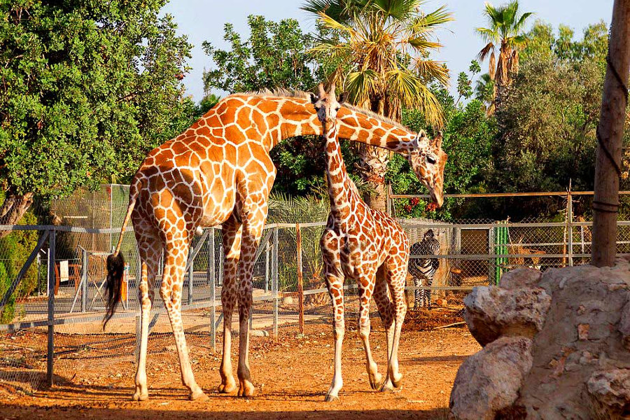 Bird and animal park